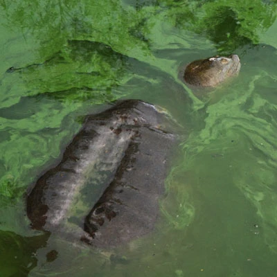 Cụ Rùa lại nổi khi trời hửng nắng ảnh 1