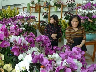 Chợ hoa tết: kỳ hoa, dị thảo được chú ý ảnh 1 Chợ hoa tết: kỳ hoa, dị thảo được chú ý ảnh 1