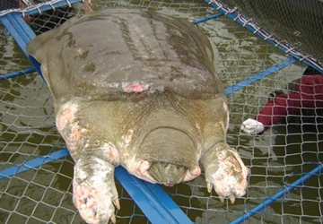 Rùa hồ Gươm bỏ ăn 3 ngày liền vì nắng nóng ảnh 1