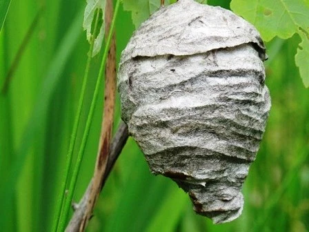 Tử vong sau khi “mây mưa” với tổ ong ảnh 1