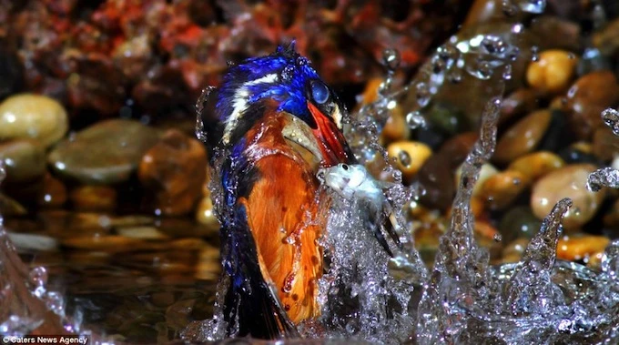 Bộ ảnh chim bói cá săn mồi độc đáo ảnh 3