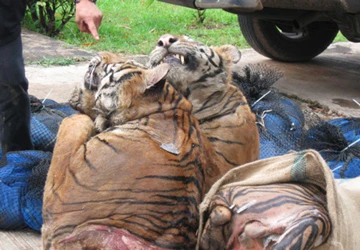 INTERPOL siết chặt tội phạm môi trường ảnh 1