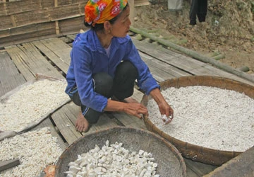 Rẻo cao Thanh Hóa đói mùa giáp hạt - Bài 2: Nghèo đói và ma túy hoành hành ảnh 2 Rẻo cao Thanh Hóa đói mùa giáp hạt - Bài 2: Nghèo đói và ma túy hoành hành ảnh 2