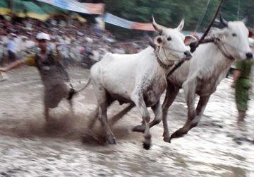 An Giang: “Hooligan” phá bĩnh giải đua bò Bảy Núi ảnh 1