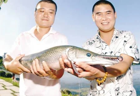 Bắt được con cá hình 'đầu cá sấu, thân rắn' trong nước lũ ảnh 4