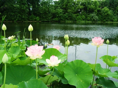 Nâng mức phụng dưỡng cho các mẹ Việt Nam anh hùng ảnh 1