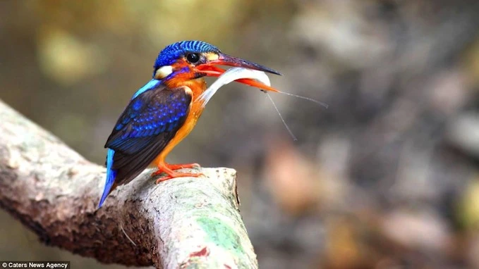 Bộ ảnh chim bói cá săn mồi độc đáo ảnh 5