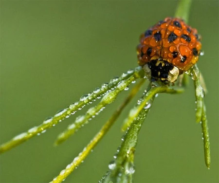 Ấn tượng về sự tinh khiết qua bộ ảnh chụp sương sớm ảnh 21