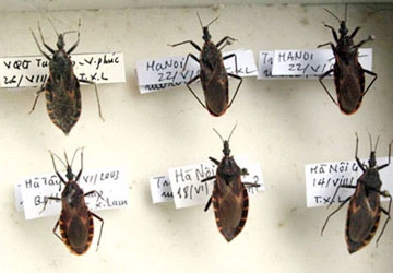 Nhiều khu vực xuất hiện bọ xít hút máu người? ảnh 1