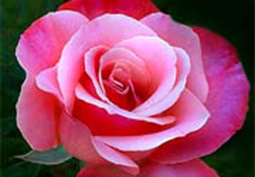 100 bông hồng tẩm độc của người đàn bà ghen tuông ảnh 1