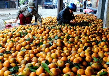 Chợ đầu mối Long Biên có thể sớm bị "xóa sổ" ảnh 1