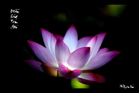 Triển lãm ảnh "Bóng mẹ" gây quỹ từ thiện ảnh 10