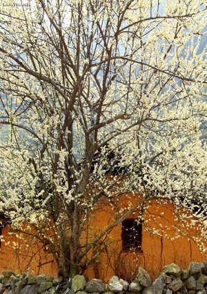 Hà Giang: Những nẻo đường hoa ảnh 5