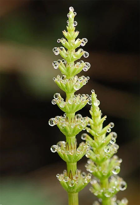 Ấn tượng về sự tinh khiết qua bộ ảnh chụp sương sớm ảnh 27