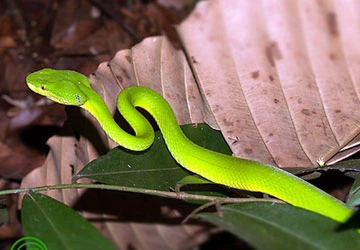 Chuột, rắn quậy tưng phố xá - Bài 2: Rắn vào nhà phố cắn người ảnh 2