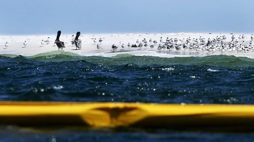 Sinh vật biển khốn đốn với thảm họa dầu loang ảnh 1