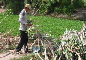 Đồng bằng sông Cửu Long: ồ ạt trồng mía ảnh 2