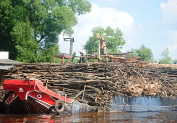 Nghịch lý ở U Minh Hạ - Bài 3: Nông dân lén lút trồng rừng ảnh 2