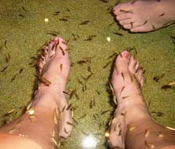 Bang Virginia (Mỹ): Người Việt mở dịch vụ cá rỉa chân ảnh 1 Bang Virginia (Mỹ): Người Việt mở dịch vụ cá rỉa chân ảnh 1