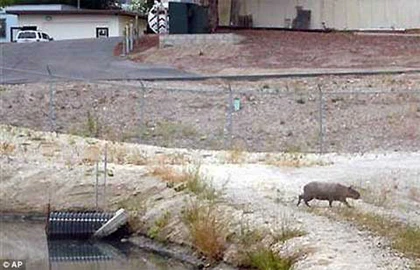 Phát hiện chuột to như lợn tại Mỹ ảnh 1