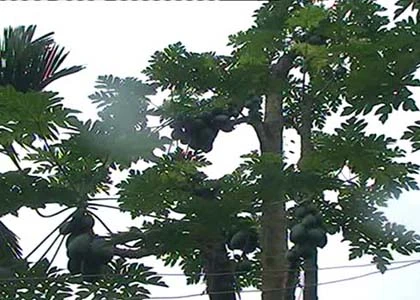 Cây đu đủ 7 nhánh "đẻ" hơn 100 trái ảnh 1 Cây đu đủ 7 nhánh "đẻ" hơn 100 trái ảnh 1