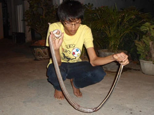 Rắn xuất hiện trong khu dân cư ảnh 1