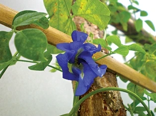 Coi chừng trẻ ngộ độc hạt đậu biếc ảnh 1