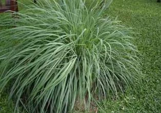 4 loại cây dễ trồng khiến muỗi “kinh sợ” ảnh 1