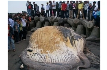Hoàn tất việc chôn lấp xác cá voi nặng 10 tấn ảnh 1