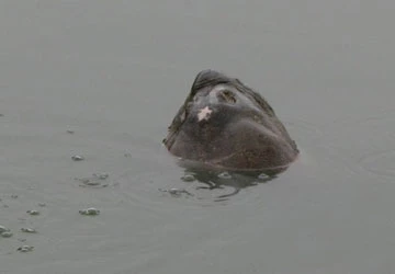 Đầu năm cụ rùa lại nổi ảnh 1