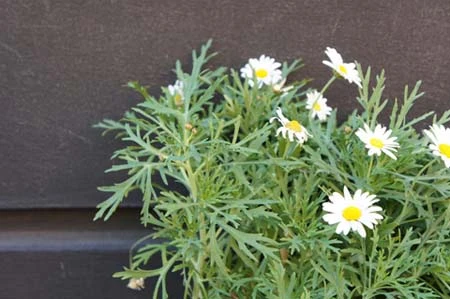 Ảnh chụp thử bằng Sony NEX 5 ảnh 5 Ảnh chụp thử bằng Sony NEX 5 ảnh 5