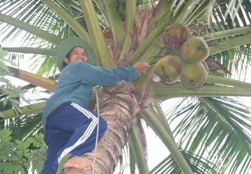 Chuyện xứ dừa - Bài 2: Bà ngoại leo dừa ảnh 1