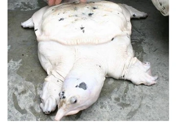 Ba ba trắng nặng 7kg xuất hiện tại Malaysia ảnh 1