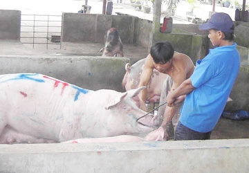 Về Long An coi bơm nước heo ảnh 1