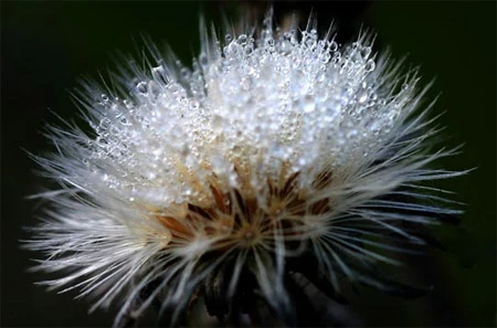 Ấn tượng về sự tinh khiết qua bộ ảnh chụp sương sớm ảnh 13