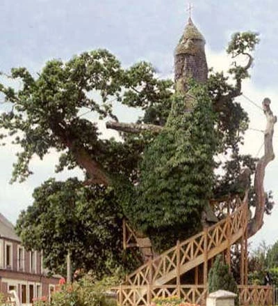Những loài cây kỳ lạ trên Trái đất ảnh 3 Những loài cây kỳ lạ trên Trái đất ảnh 3