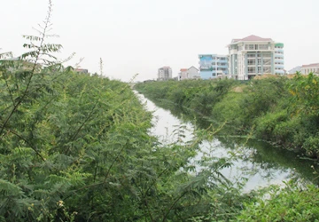 Cây mai dương tấn công thành phố Huế ảnh 1