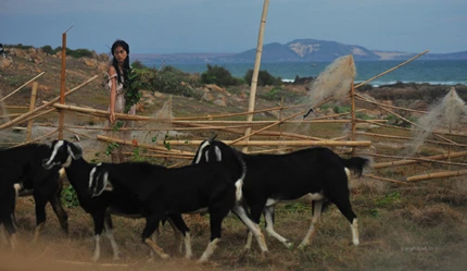 Ngô Thanh Vân đã có “người mới” ảnh 5