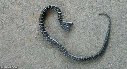 Phát hiện rắn 2 đầu tí hon ảnh 1