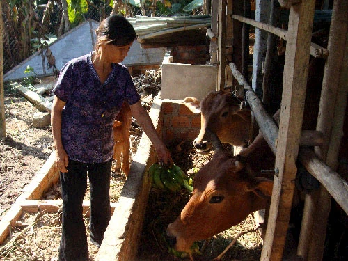 Nông dân điêu đứng vì tin đồn “ăn chuối bị ung thư” ảnh 1