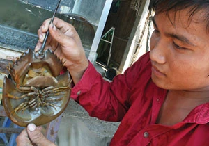 Cua móng ngựa lên bàn nhậu: mồi ngon coi chừng ngộ độc ảnh 1