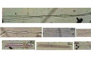 Những phát hiện khảo cổ lớn nhất năm 2009 ảnh 5