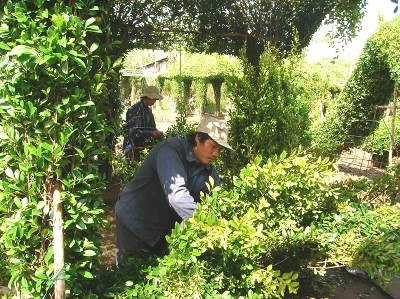 “Đại gia” cây cảnh đồng bằng ảnh 5