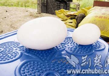 Trứng vịt nặng… nửa ký ảnh 1