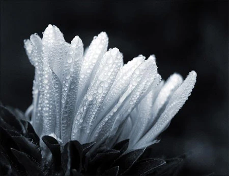 Ấn tượng về sự tinh khiết qua bộ ảnh chụp sương sớm ảnh 26