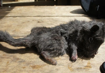 Tiếng kêu cứu ở Phong Nha-Kẻ Bàng ảnh 3