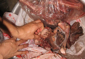 “Ăn của rừng rưng rưng nước mắt” ảnh 1