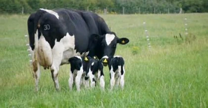 Bò sữa sinh ba ảnh 1