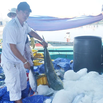 Biên đội tàu bám Hoàng Sa ảnh 2
