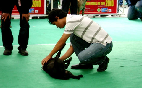 Thi "hoa hậu chó" ảnh 8